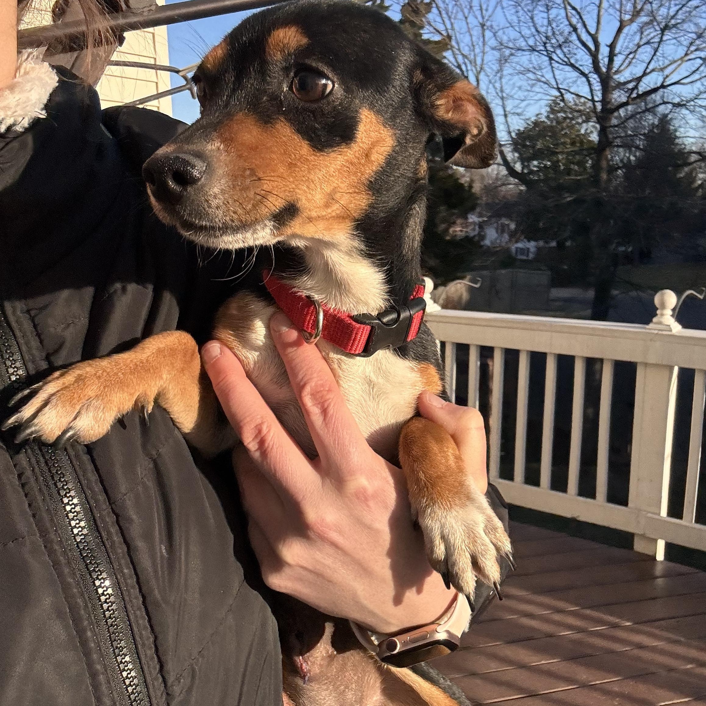 Enlarge Sophia, an adopted mixed breed in Severn, MD image 3/6