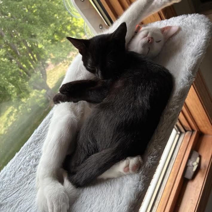 Publix C70727, Adoptable, Kitten Female Domestic Short Hair.