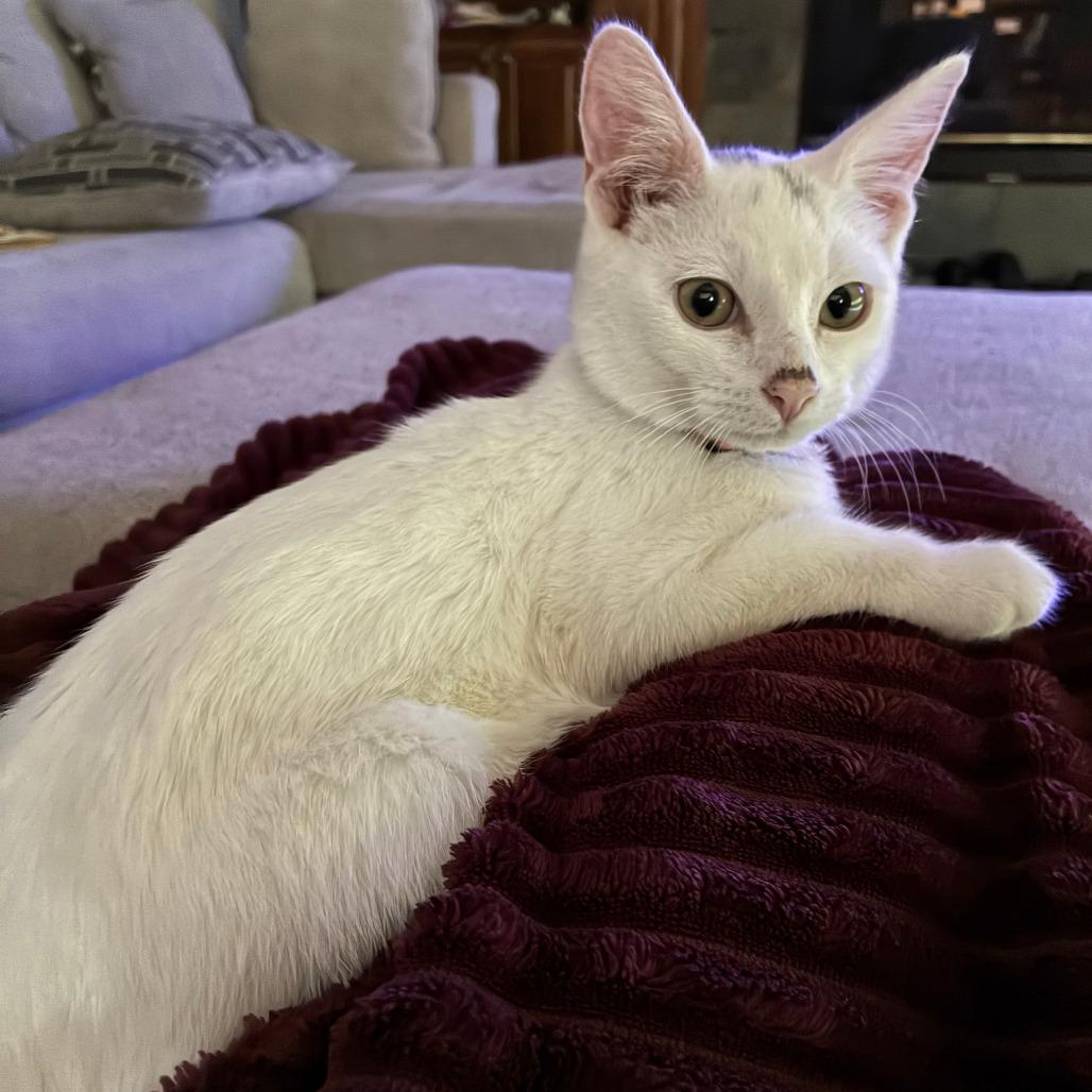 Enlarge Publix C70727, a Adoptable Domestic Short Hair in Minnetonka, MN image 2/6