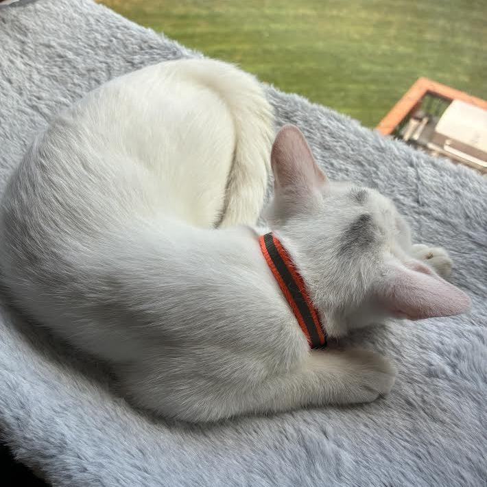 Enlarge Publix C70727, a Adoptable Domestic Short Hair in Minnetonka, MN image 3/6