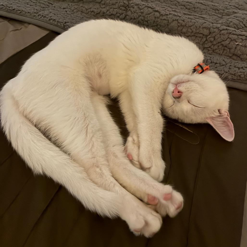 Enlarge Publix C70727, a Adoptable Domestic Short Hair in Minnetonka, MN image 4/6