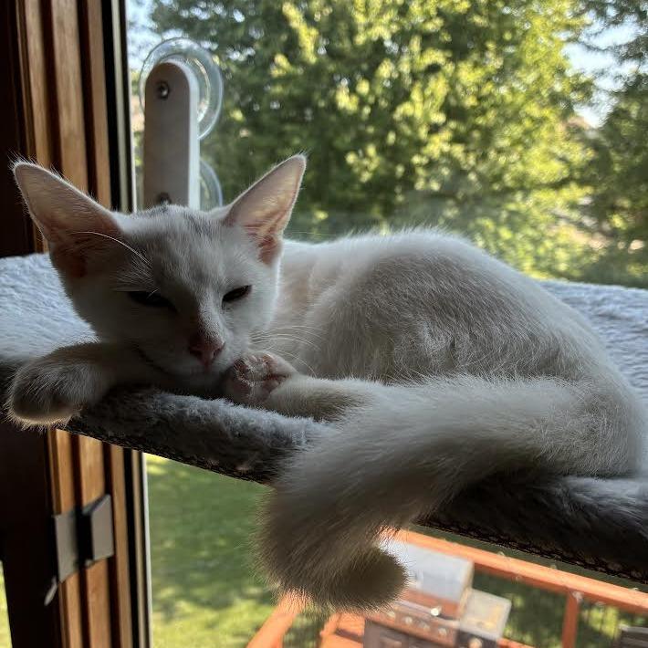 Enlarge Publix C70727, a Adoptable Domestic Short Hair in Minnetonka, MN image 5/6