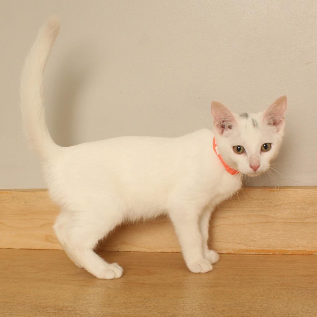 Enlarge Publix C70727, a Adoptable Domestic Short Hair in Minnetonka, MN image 6/6