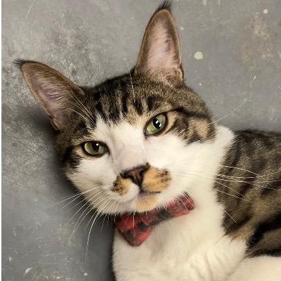 Julio, a ADOPTABLE Domestic Short Hair in Brooklyn, NY image 4/5