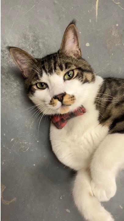 Enlarge Julio, a ADOPTABLE Domestic Short Hair in Brooklyn, NY image 4/5