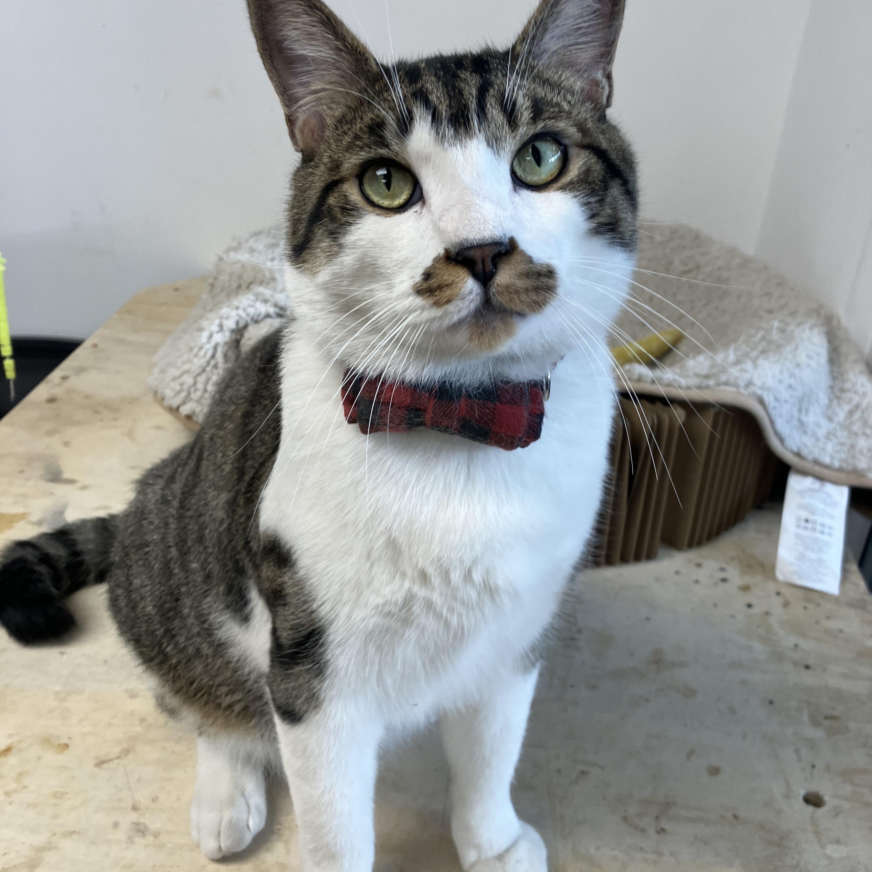 Enlarge Julio, a ADOPTABLE Domestic Short Hair in Brooklyn, NY image 2/5