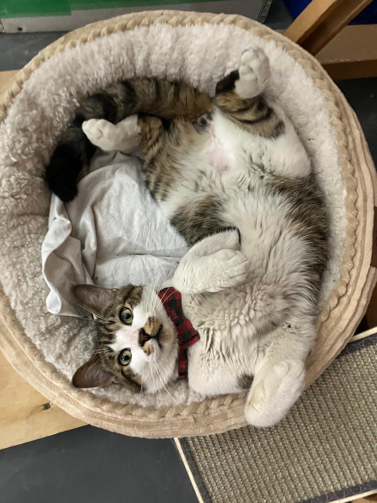 Enlarge Julio, a ADOPTABLE Domestic Short Hair in Brooklyn, NY image 5/5