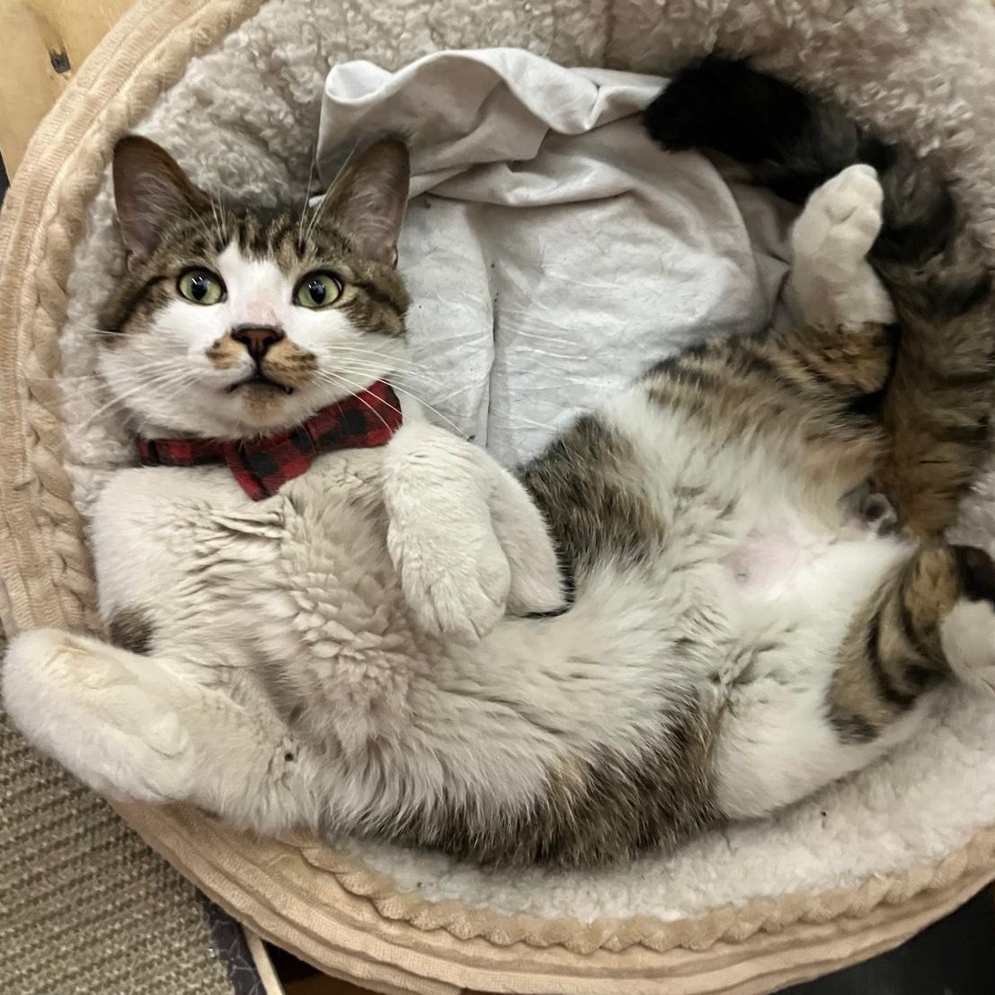 Julio, a ADOPTABLE Domestic Short Hair in Brooklyn, NY image 5/5