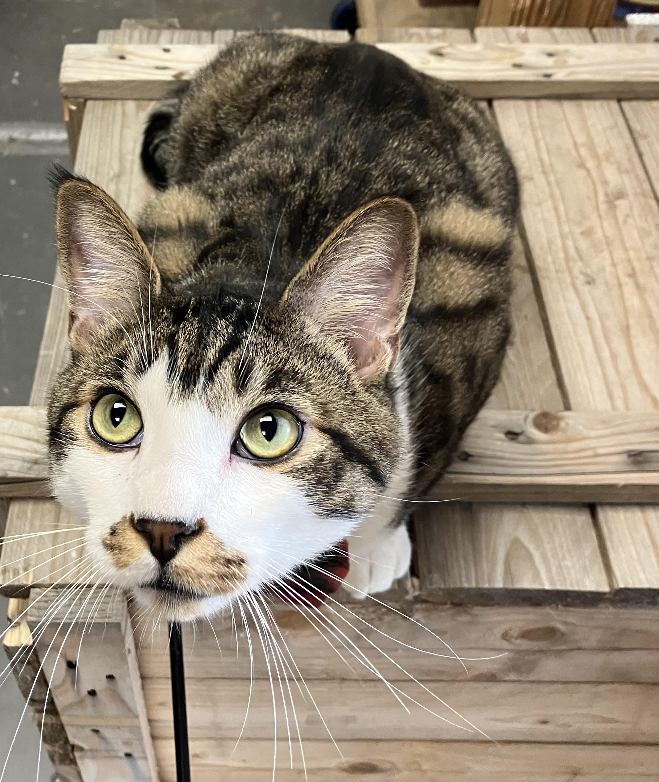 Enlarge Julio, a ADOPTABLE Domestic Short Hair in Brooklyn, NY image 3/5