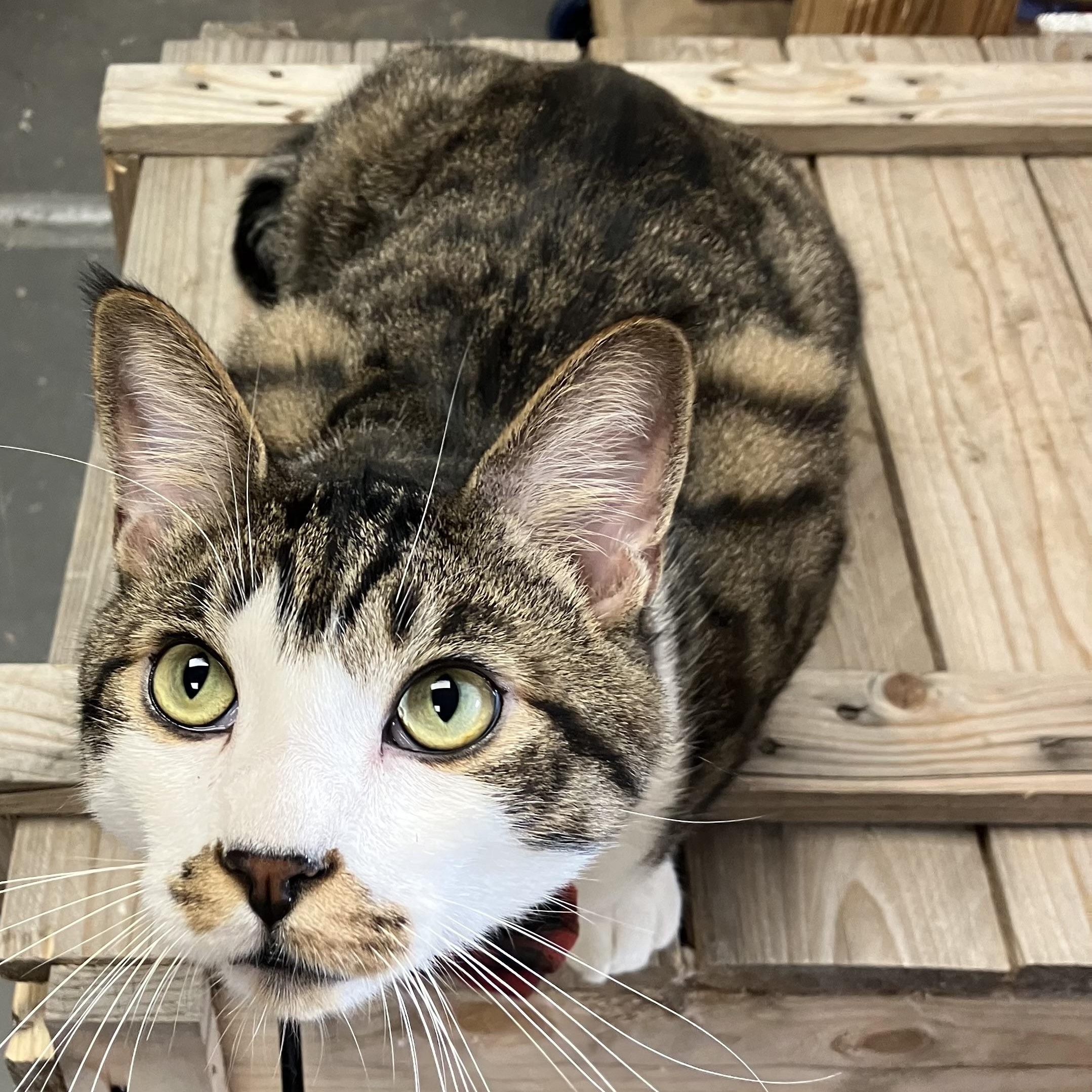 Julio, a ADOPTABLE Domestic Short Hair in Brooklyn, NY image 3/5