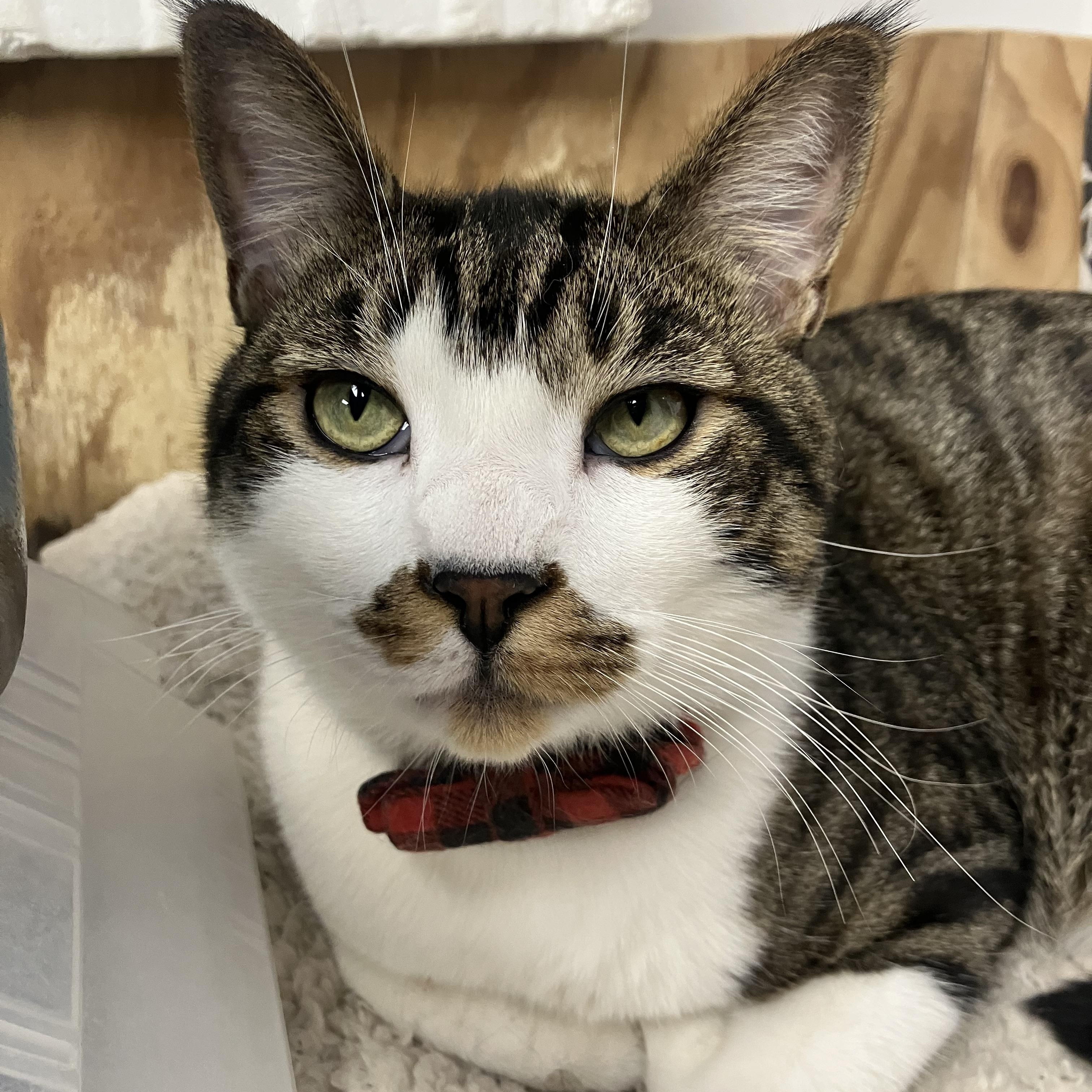 Julio, ADOPTABLE, Young Male Domestic Short Hair.