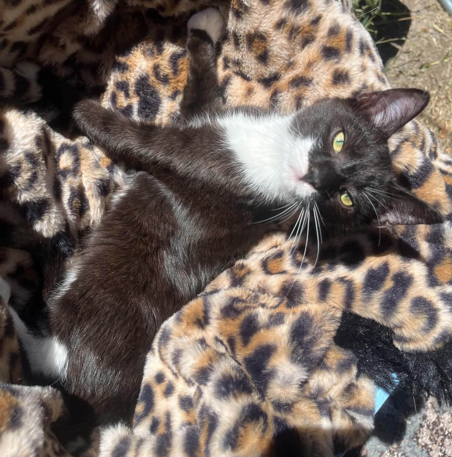 Batman, ADOPTABLE, Young Male Domestic Short Hair.
