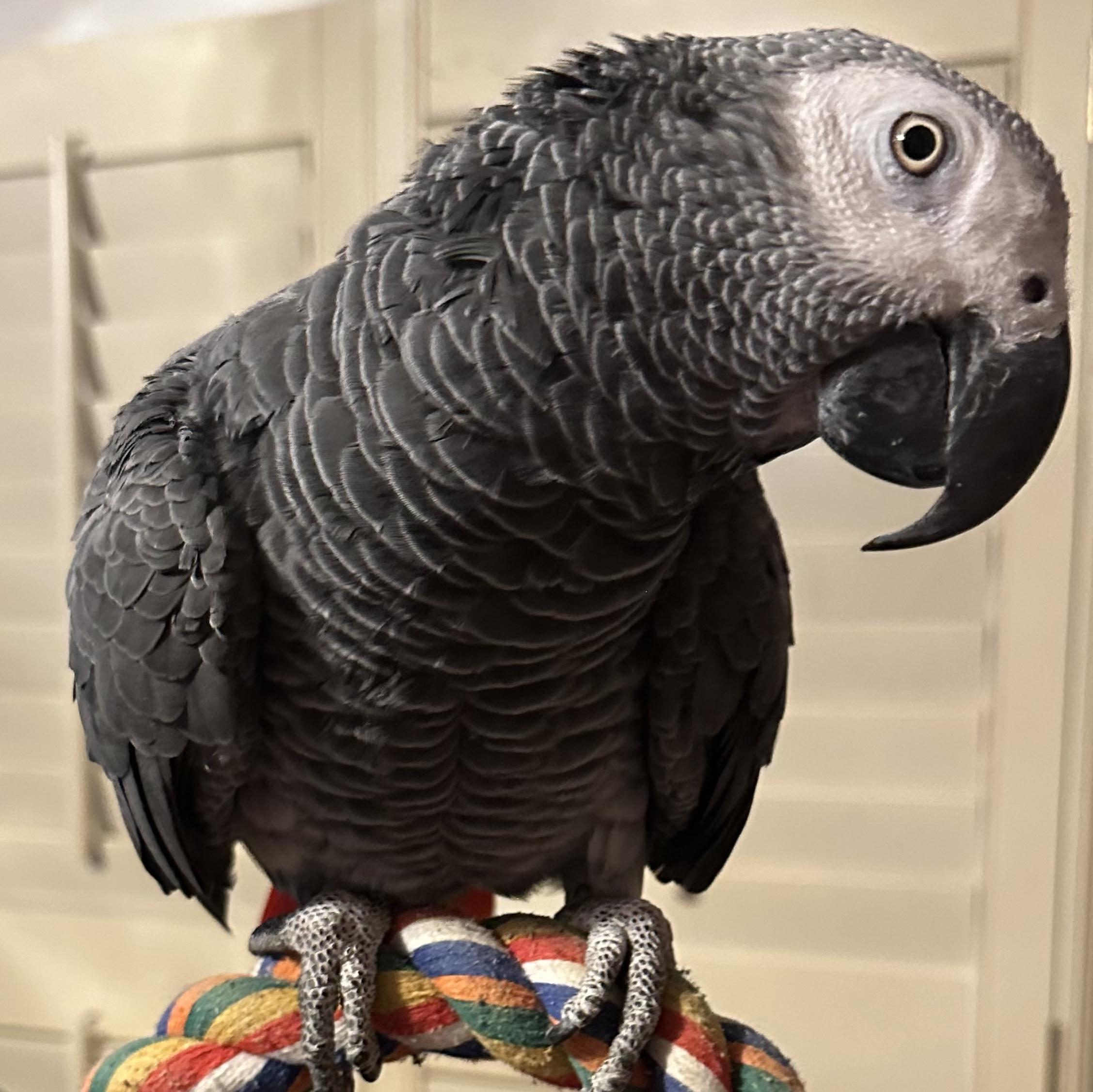 Enlarge Congo, a Adoptable African Grey in Knoxville, TN image 1/1