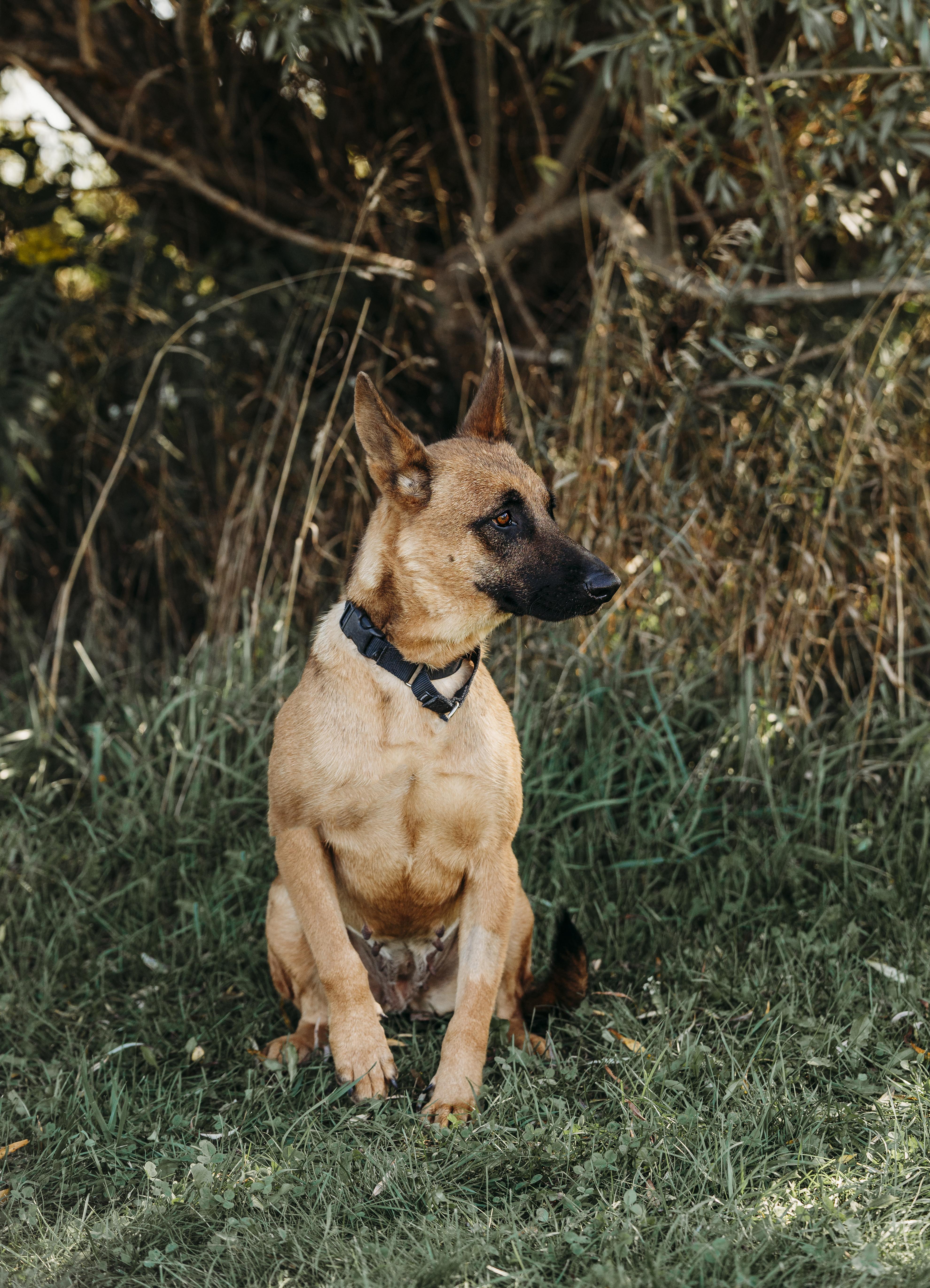 Daisy, an adoptable Belgian Shepherd / Malinois in Alliston, ON, L0G 1A0 | Photo Image 6