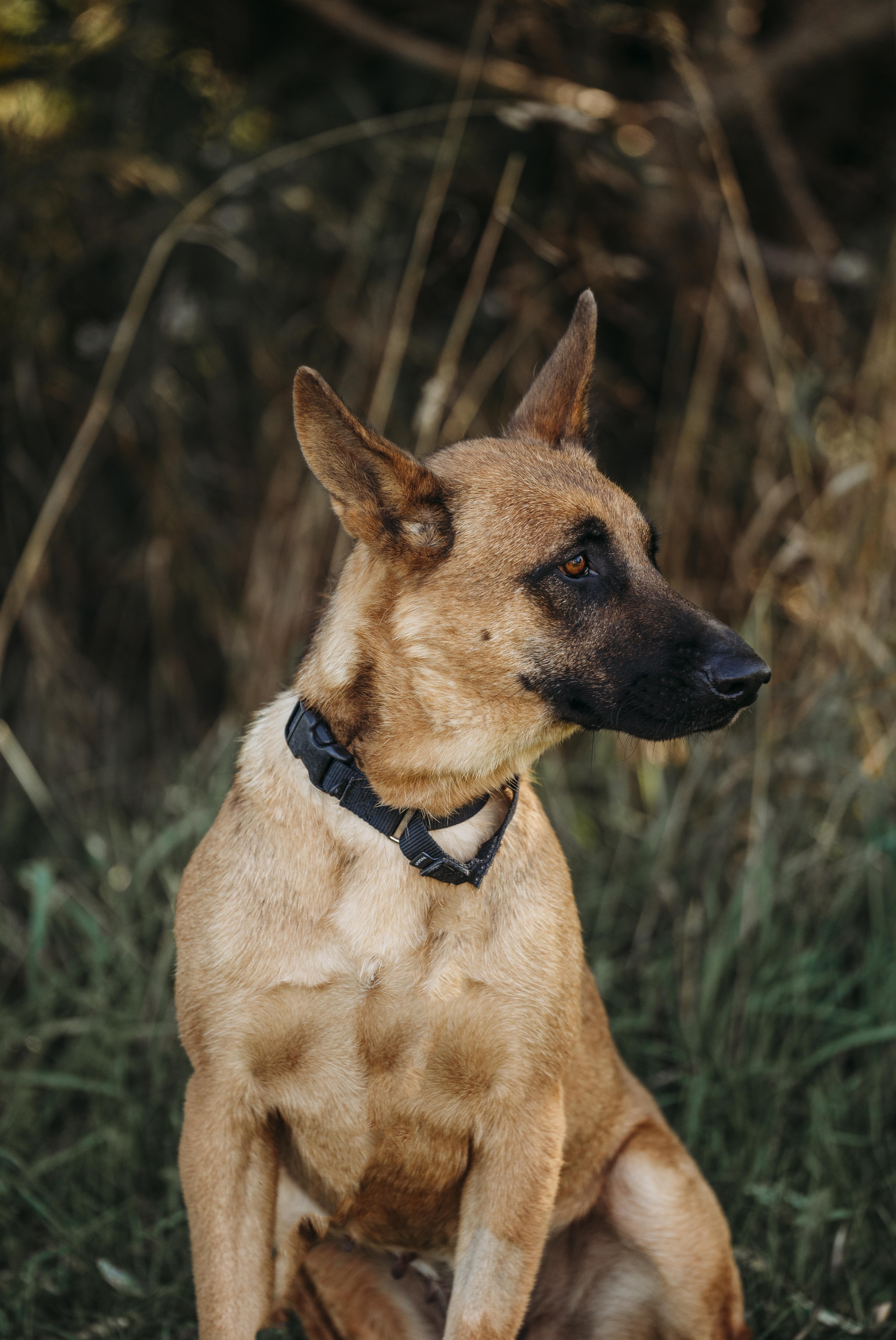 Daisy, an adoptable Belgian Shepherd / Malinois in Alliston, ON, L0G 1A0 | Photo Image 3