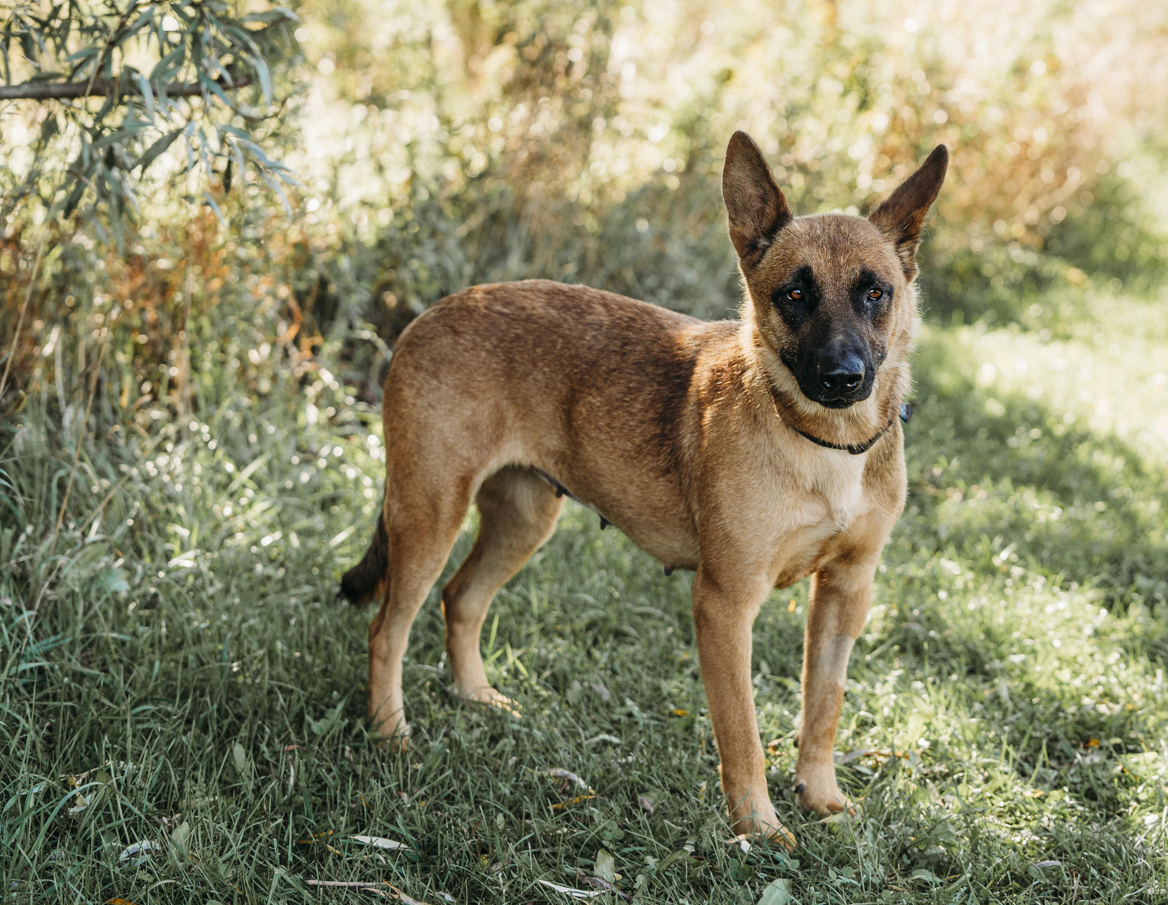 Daisy, an adoptable Belgian Shepherd / Malinois in Alliston, ON, L0G 1A0 | Photo Image 4