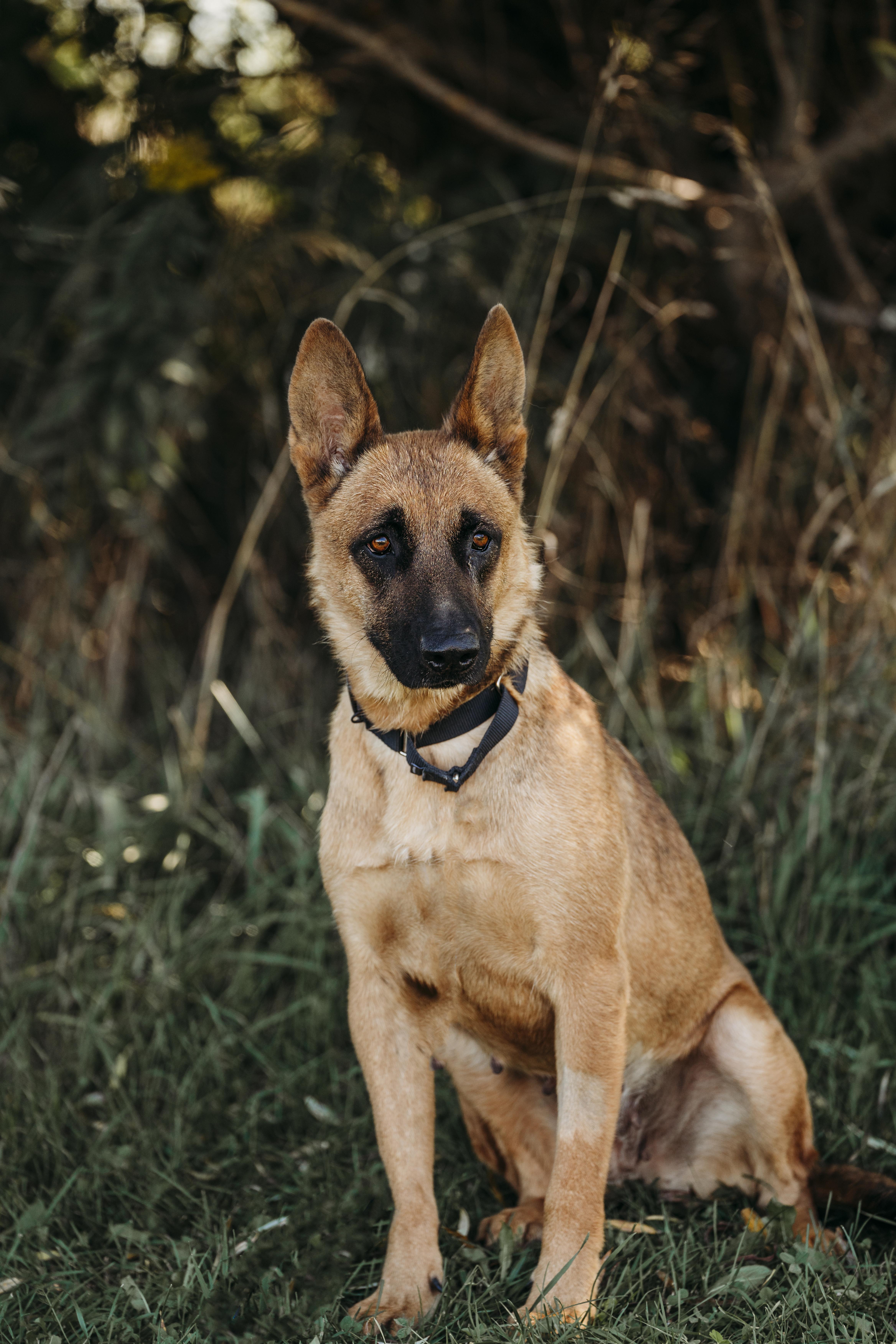 Daisy, an adoptable Belgian Shepherd / Malinois in Alliston, ON, L0G 1A0 | Photo Image 1