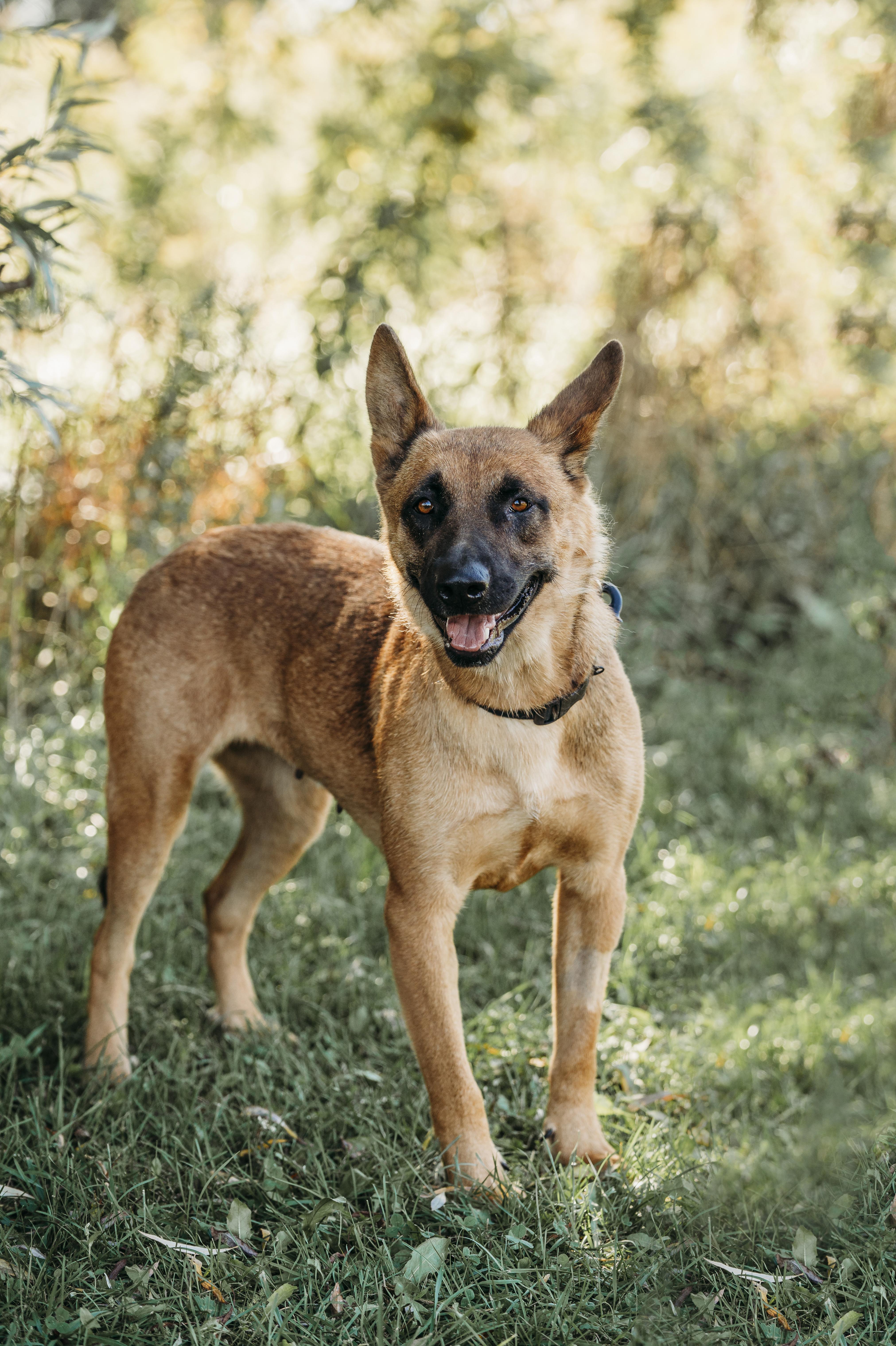 Daisy, an adoptable Belgian Shepherd / Malinois in Alliston, ON, L0G 1A0 | Photo Image 2