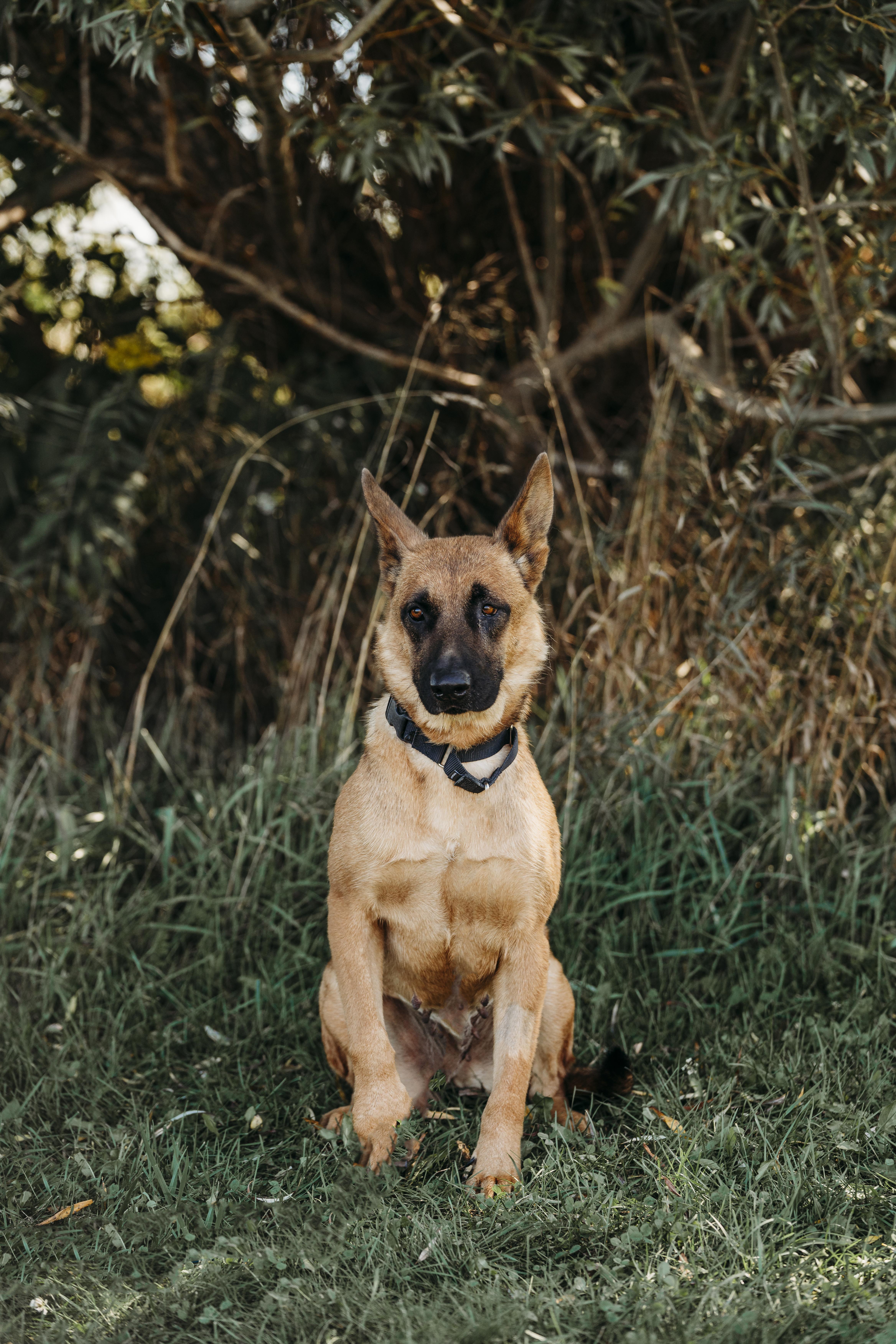 Daisy, an adoptable Belgian Shepherd / Malinois in Alliston, ON, L0G 1A0 | Photo Image 5