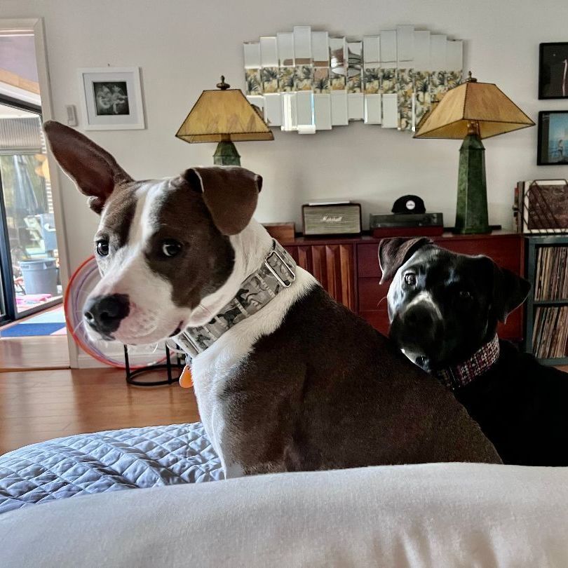 VINNIE, a Adopted mixed breed in New Orleans, LA image 1/12