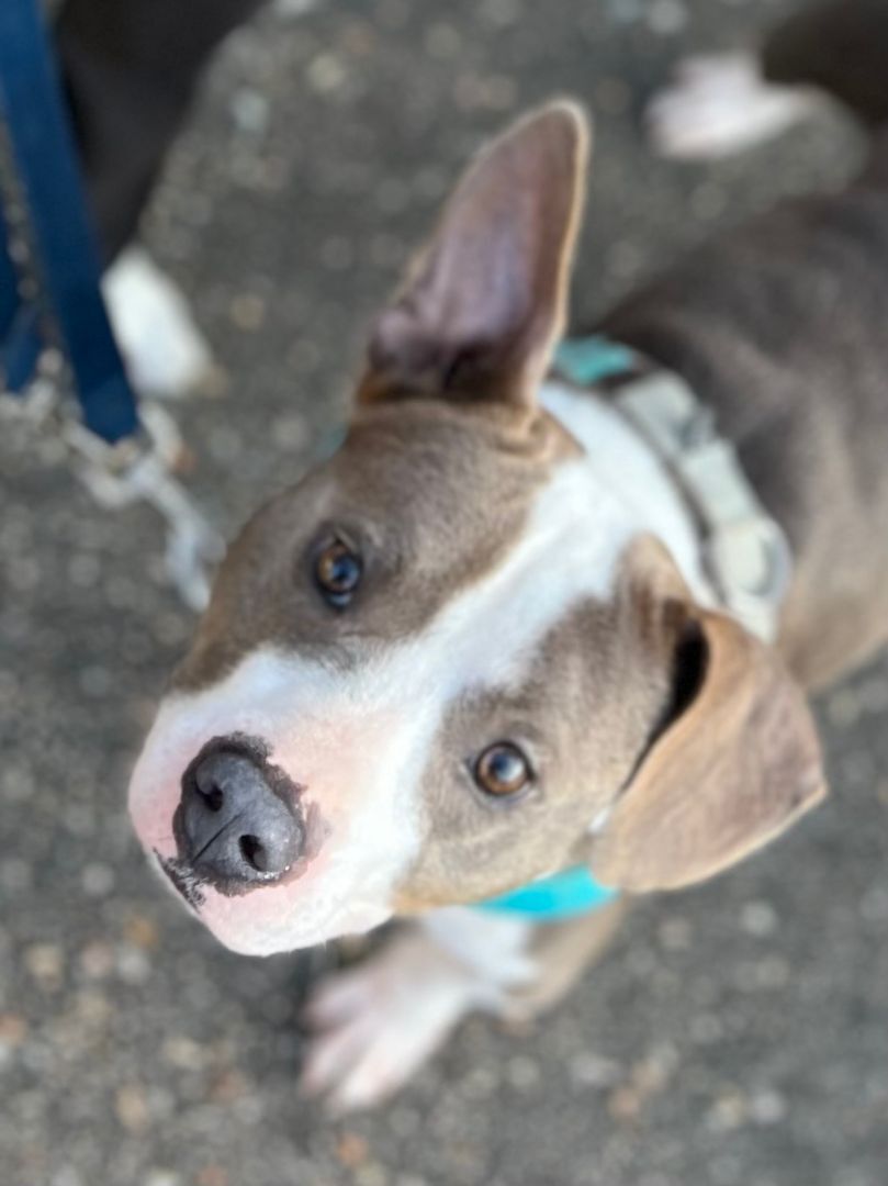 VINNIE, a Adopted mixed breed in New Orleans, LA image 2/12