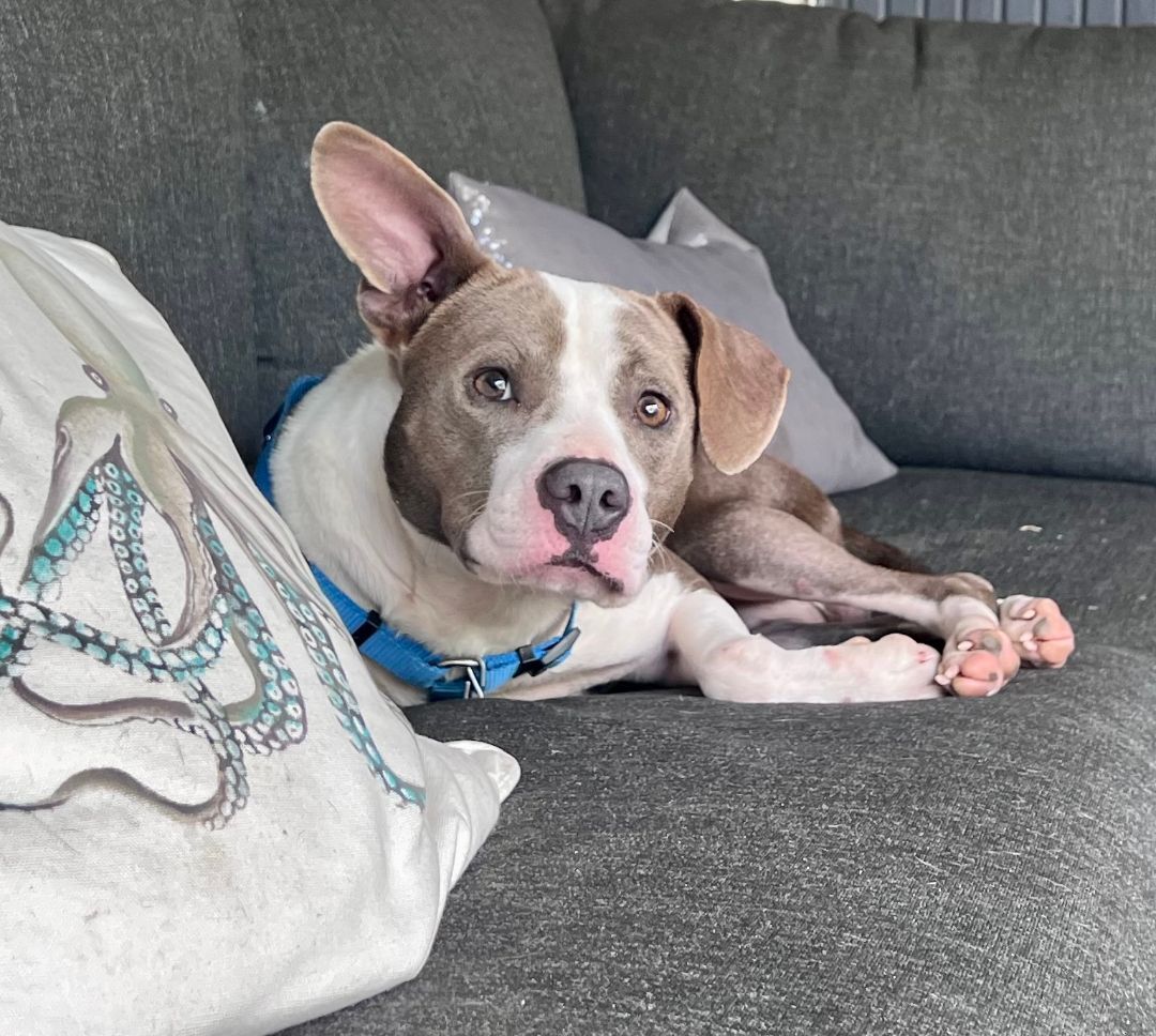 VINNIE, a Adopted mixed breed in New Orleans, LA image 3/12