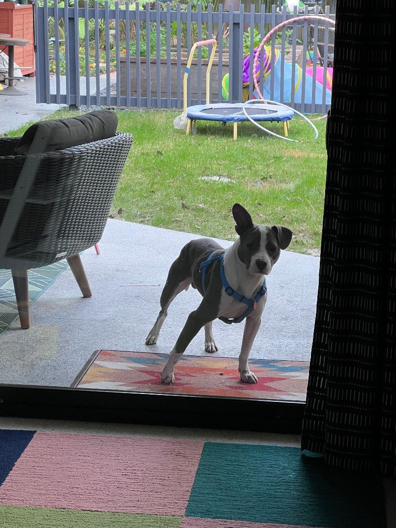 VINNIE, a Adopted mixed breed in New Orleans, LA image 4/12