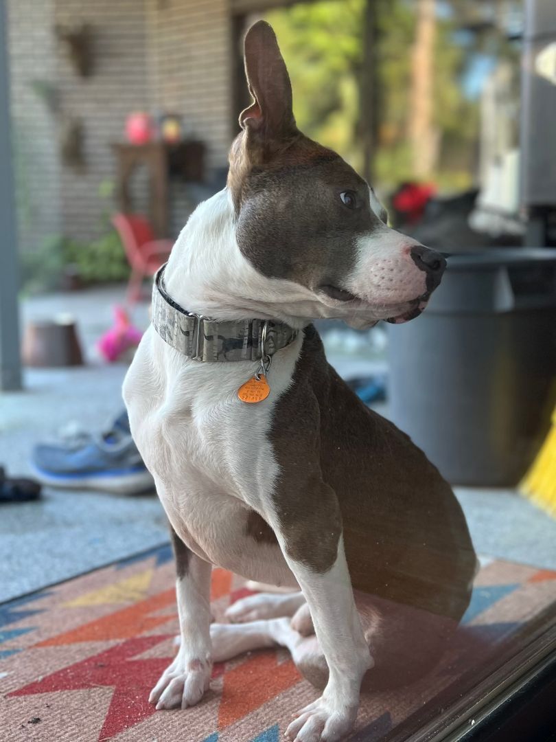 VINNIE, a Adopted mixed breed in New Orleans, LA image 5/12