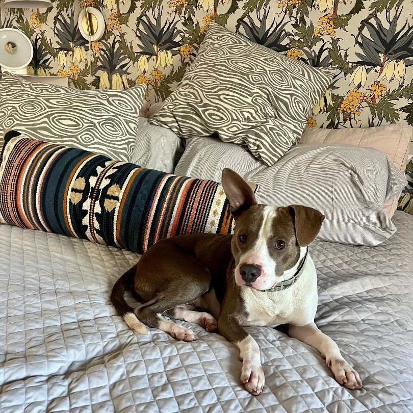 VINNIE, a Adopted mixed breed in New Orleans, LA image 6/12