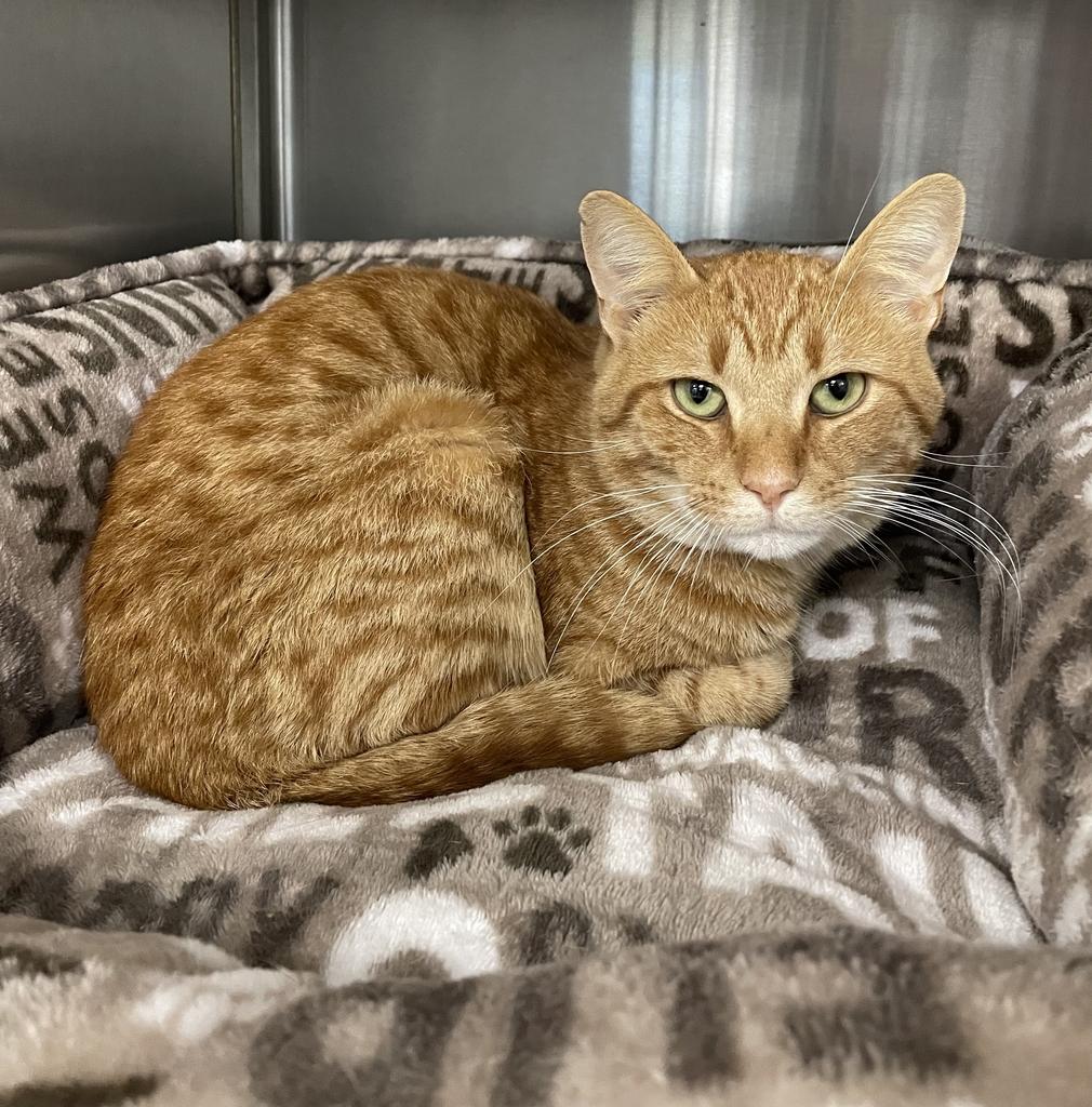Froyo, a ADOPTABLE Domestic Short Hair in Jackson, MI image 3/5