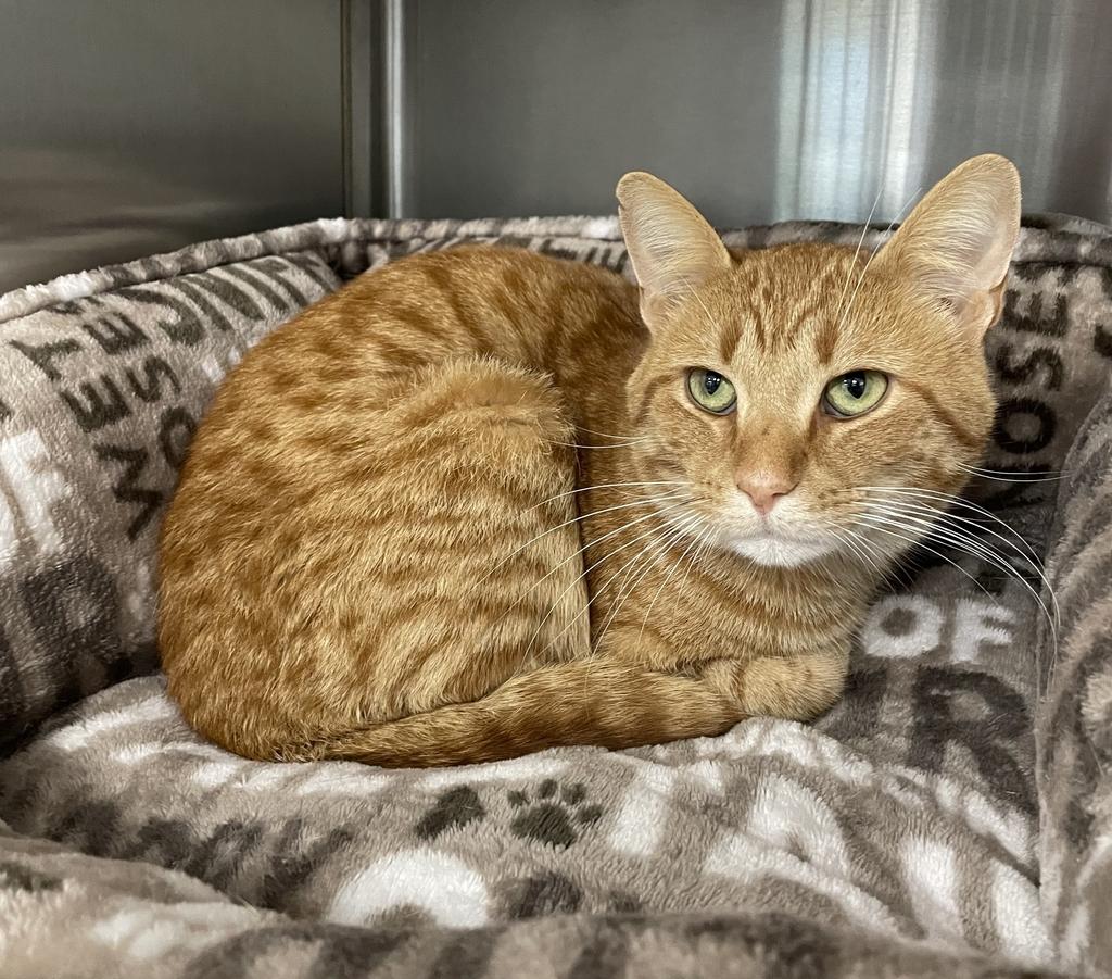 Froyo, a ADOPTABLE Domestic Short Hair in Jackson, MI image 2/5