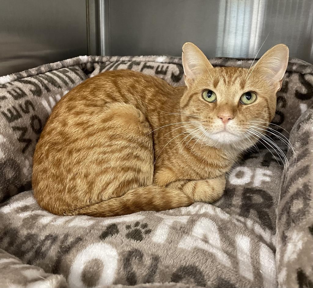 Froyo, ADOPTABLE, Young Male Domestic Short Hair.