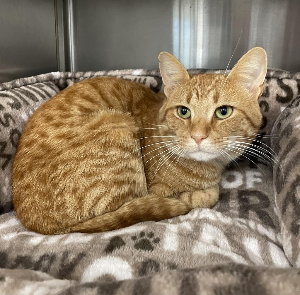 Froyo, a ADOPTABLE Domestic Short Hair in Jackson, MI image 4/5