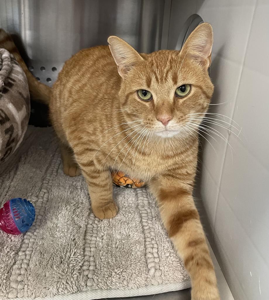 Froyo, a ADOPTABLE Domestic Short Hair in Jackson, MI image 5/5