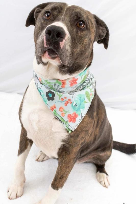 Bella, Adoptable, Adult Female Pit Bull Terrier & Catahoula Leopard Dog.