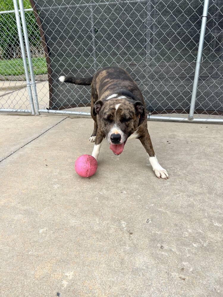 Enlarge Bella, a Adoptable mixed breed in TULSA, OK image 2/5
