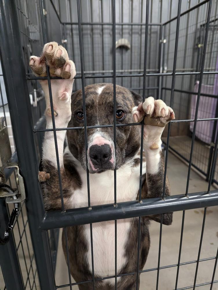 Enlarge Bella, a Adoptable mixed breed in TULSA, OK image 3/5