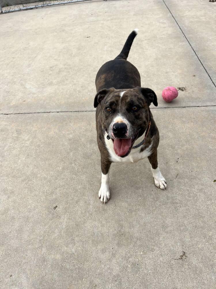Enlarge Bella, a Adoptable mixed breed in TULSA, OK image 4/5