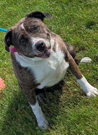 Enlarge Bella, a Adoptable mixed breed in TULSA, OK image 4/5