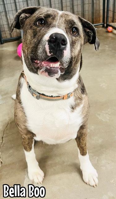 Enlarge Bella, a Adoptable mixed breed in TULSA, OK image 5/5