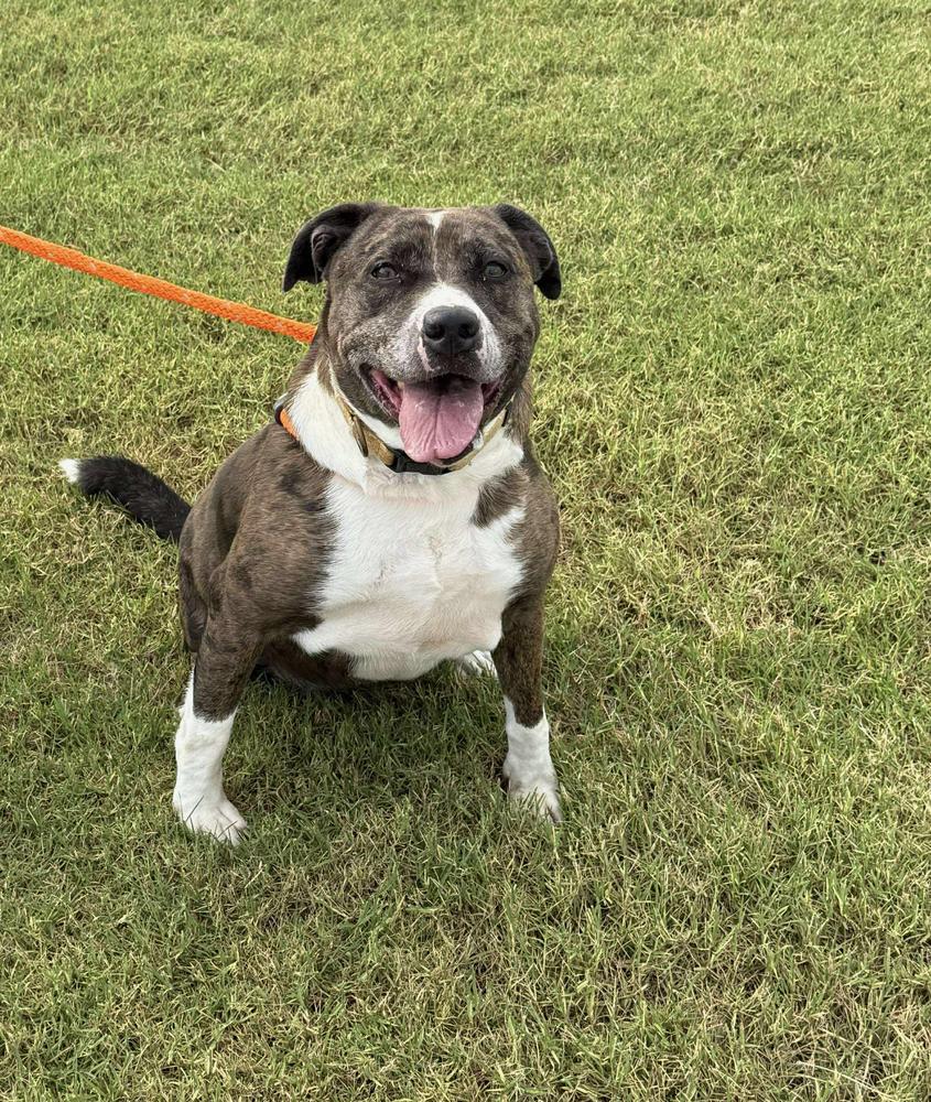 Enlarge Bella, a Adoptable mixed breed in TULSA, OK image 5/5