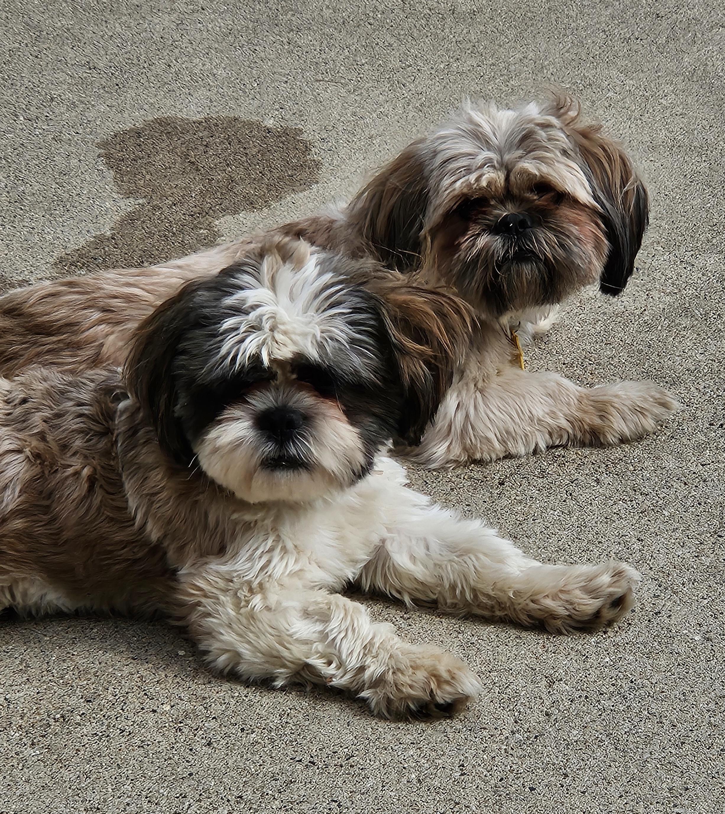 Bailey And Bear thumbnail 6