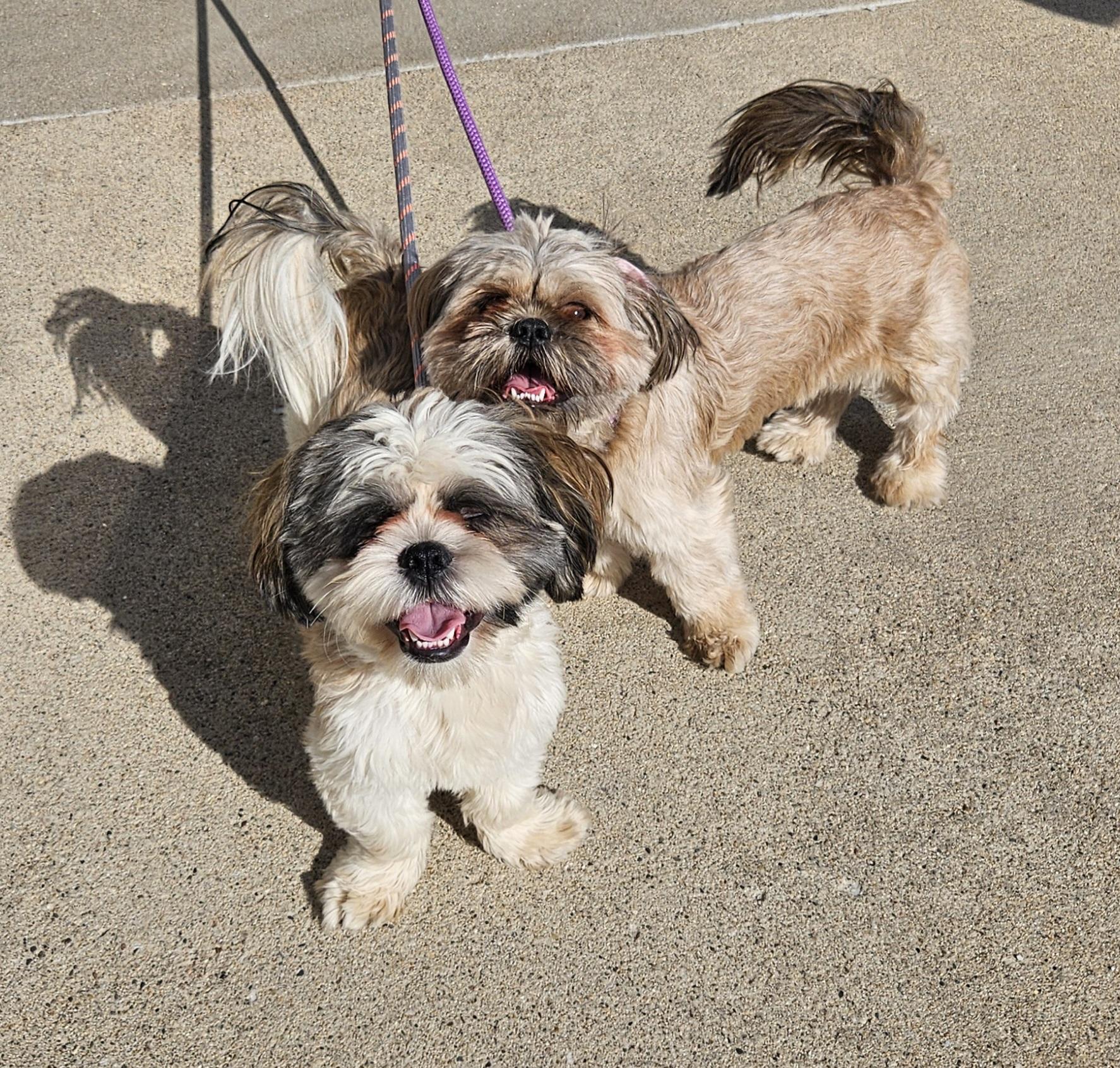 Bailey And Bear thumbnail 5