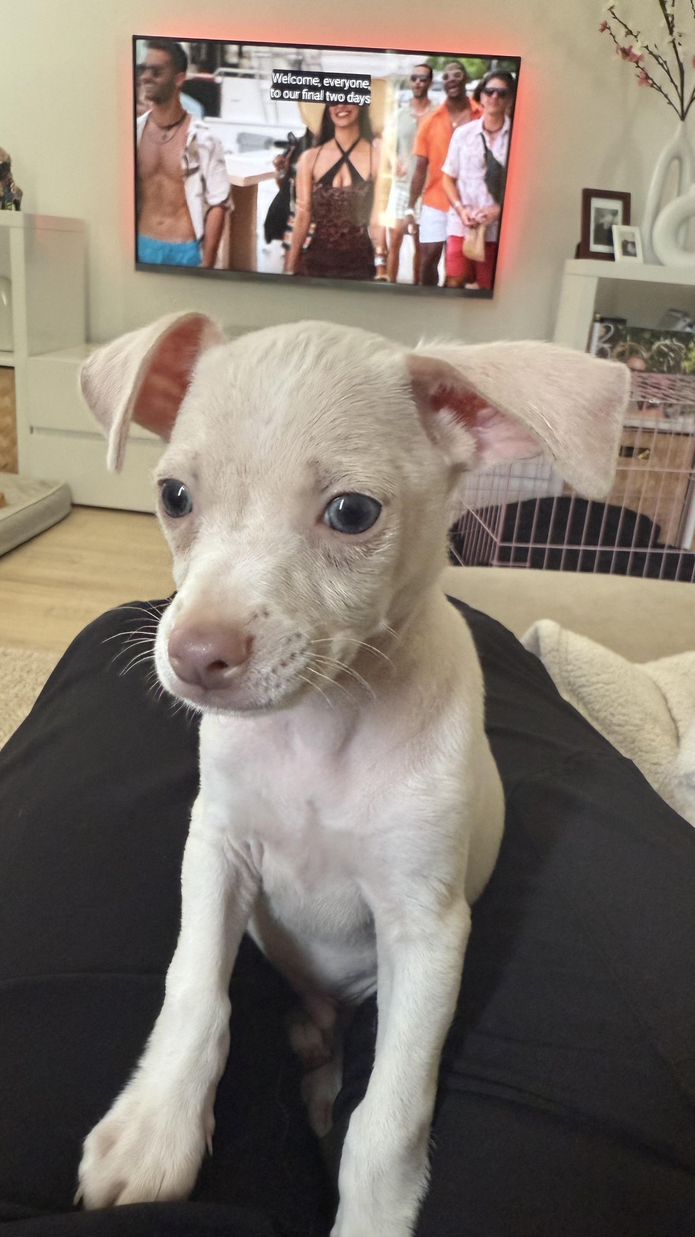 Pazooki, an adoptable Chihuahua, Puggle in Bay Point, CA, 94565 | Photo Image 4