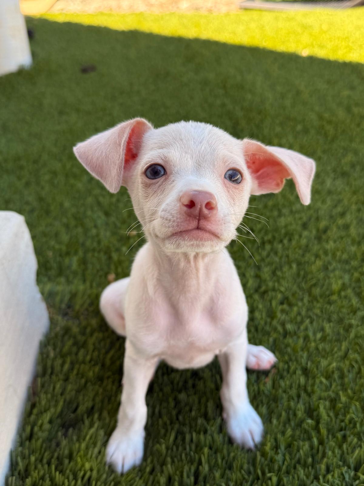 Pazooki, an adoptable Chihuahua, Puggle in Bay Point, CA, 94565 | Photo Image 1