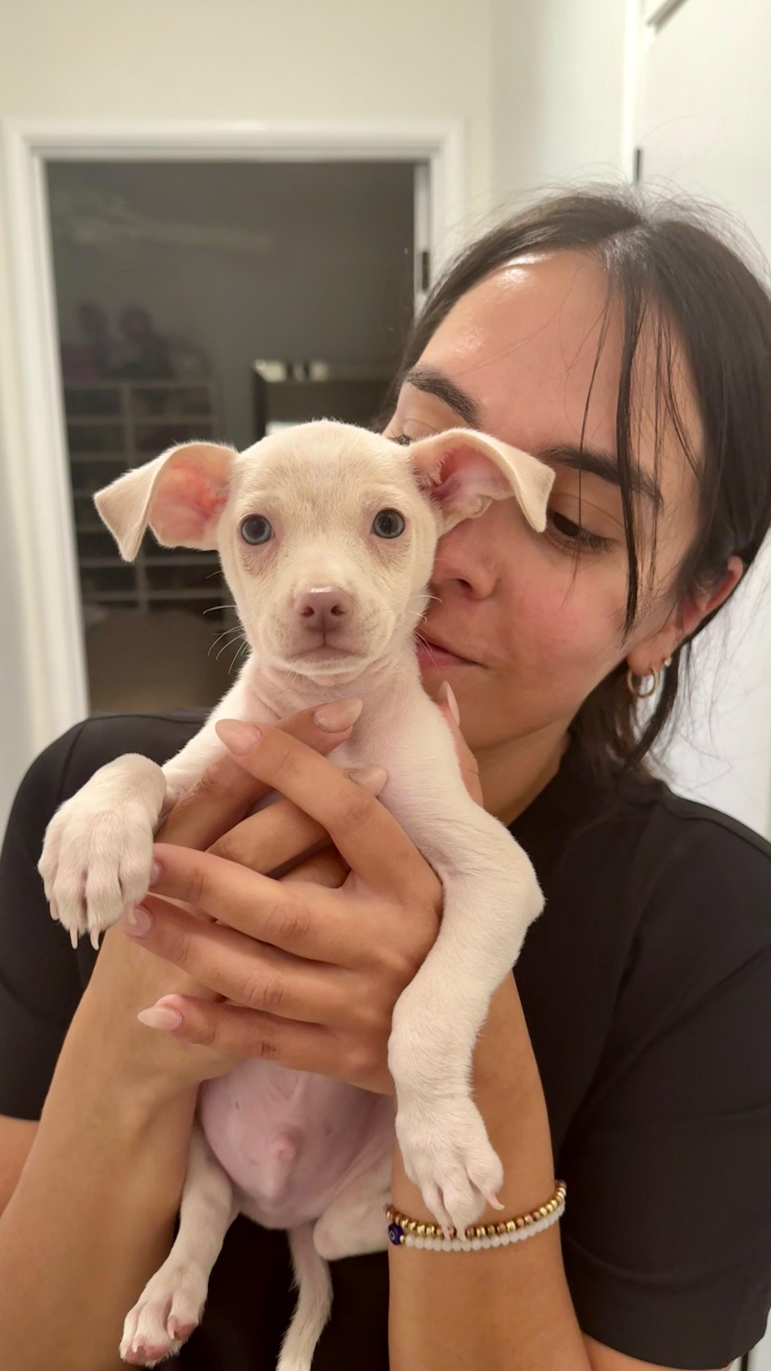 Pazooki, an adoptable Chihuahua, Puggle in Bay Point, CA, 94565 | Photo Image 5