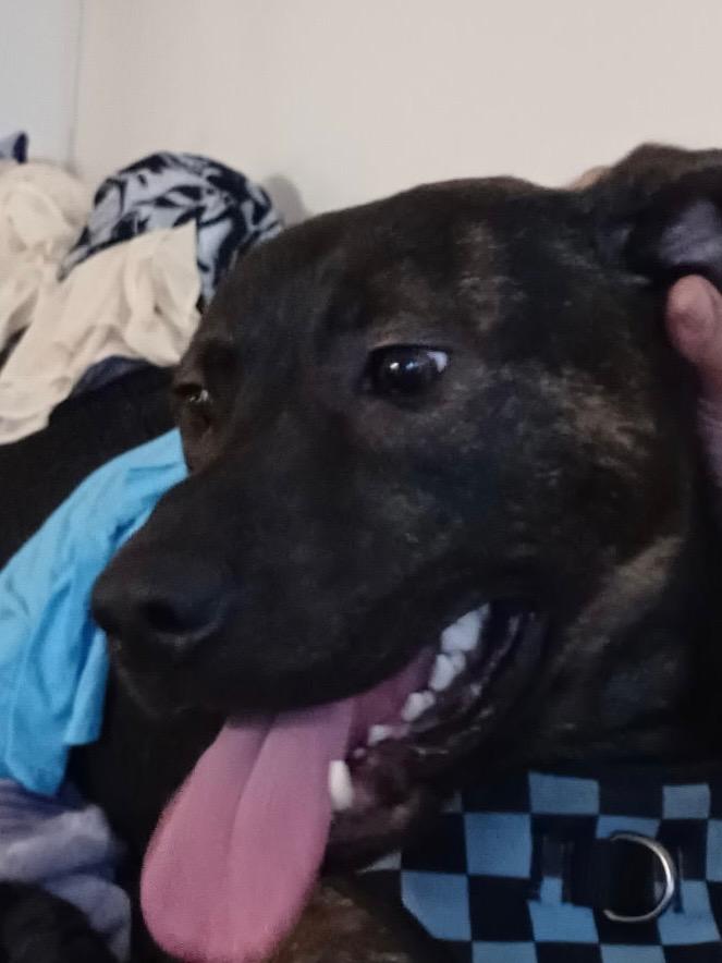 Enlarge Rufus, a ADOPTABLE mixed breed in Cedars, PA image 3/3