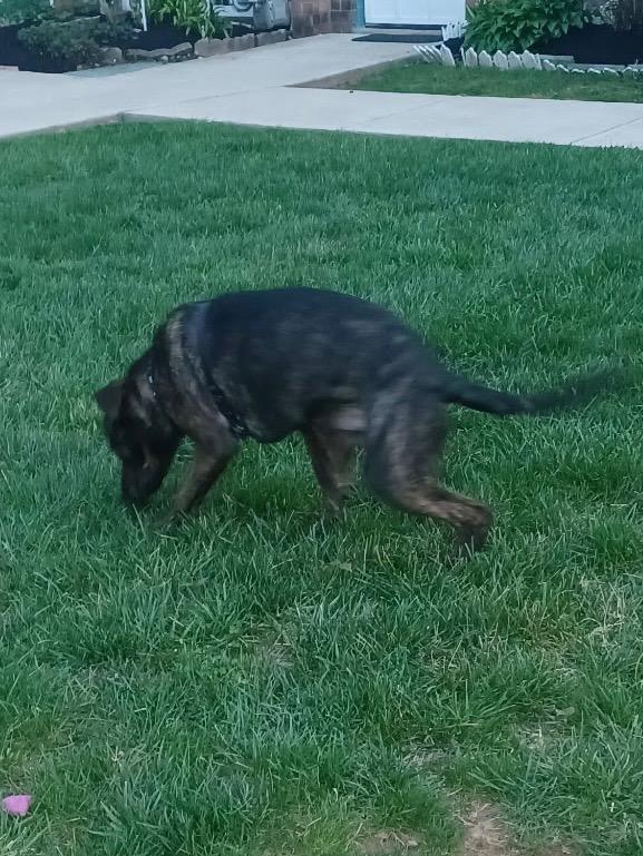 Enlarge Rufus, a ADOPTABLE mixed breed in Cedars, PA image 2/3