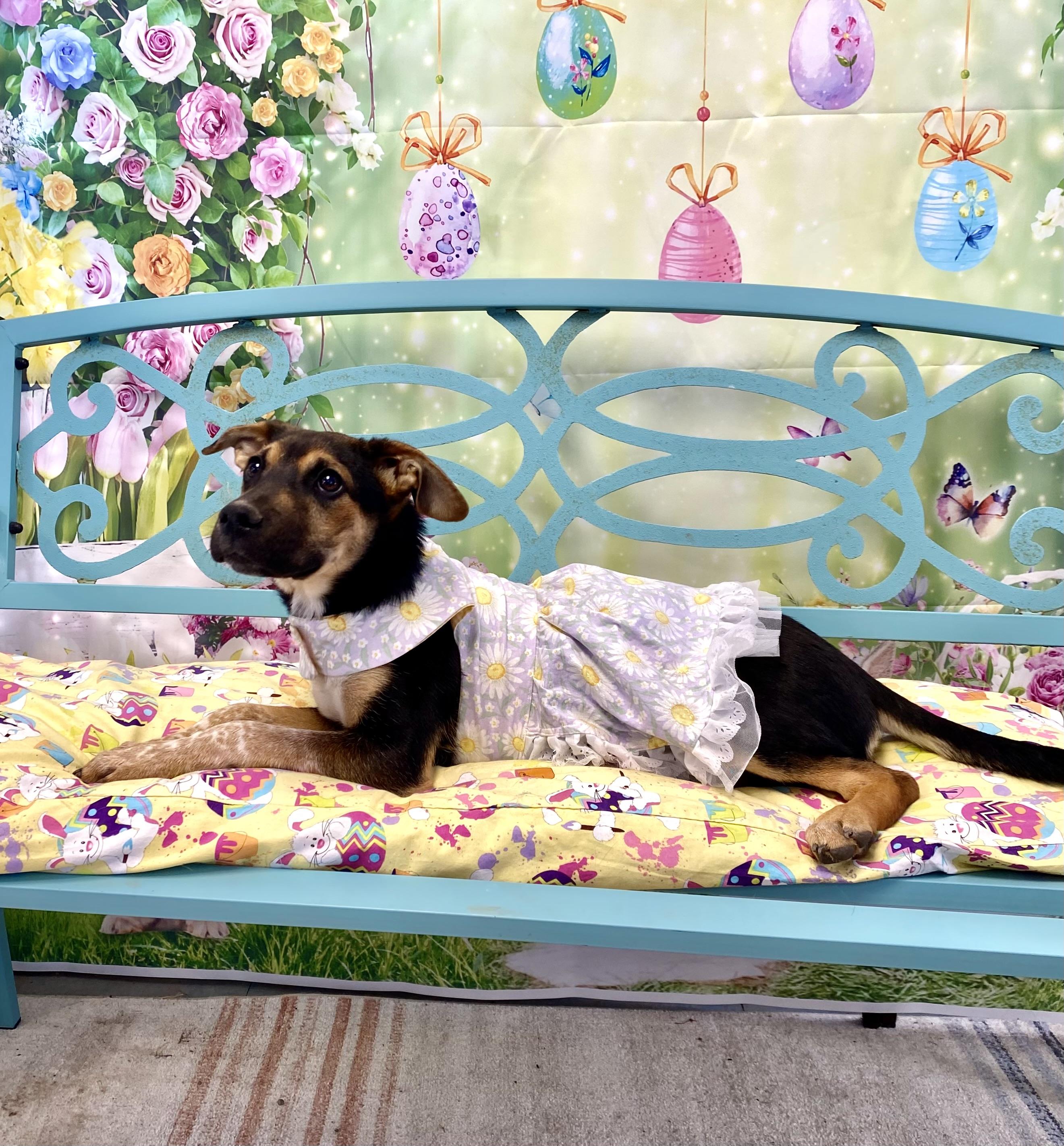 Enlarge Opal, an adopted mixed breed in Lubbock, TX image 2/4