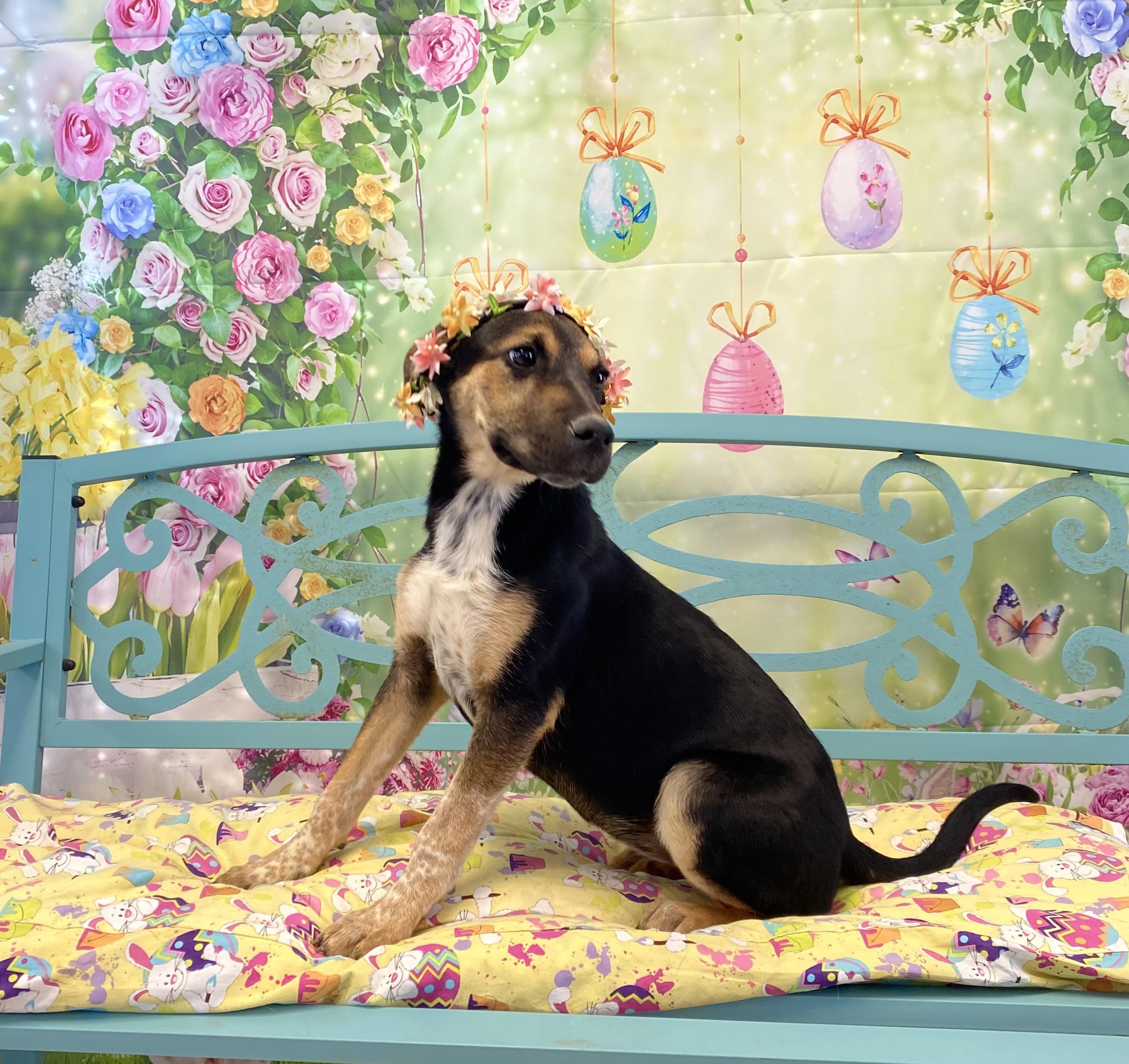 Opal, adopted, Young Female Mixed Breed.